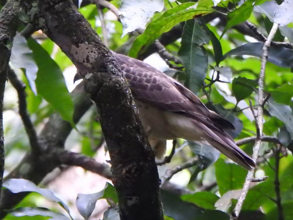Broad-winged Hawk - ML646709682