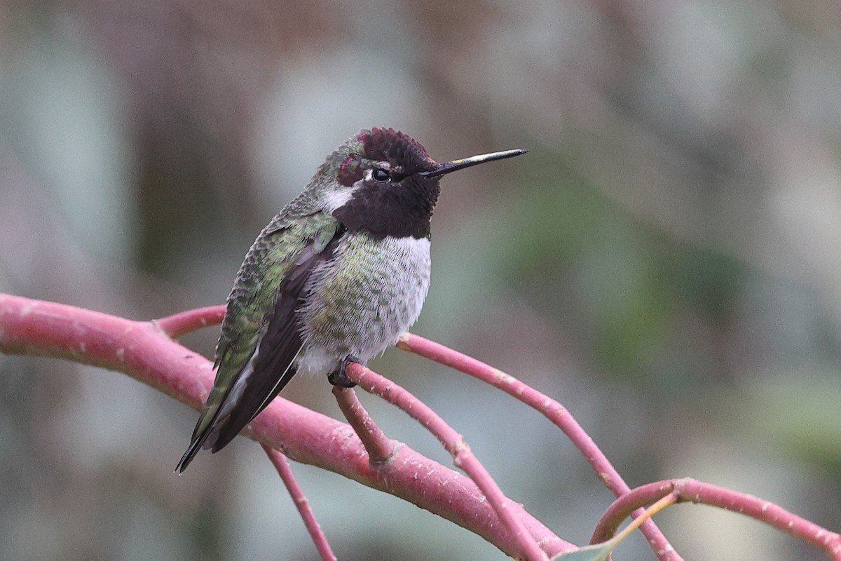 Рубиновый калипсо - ML646709685