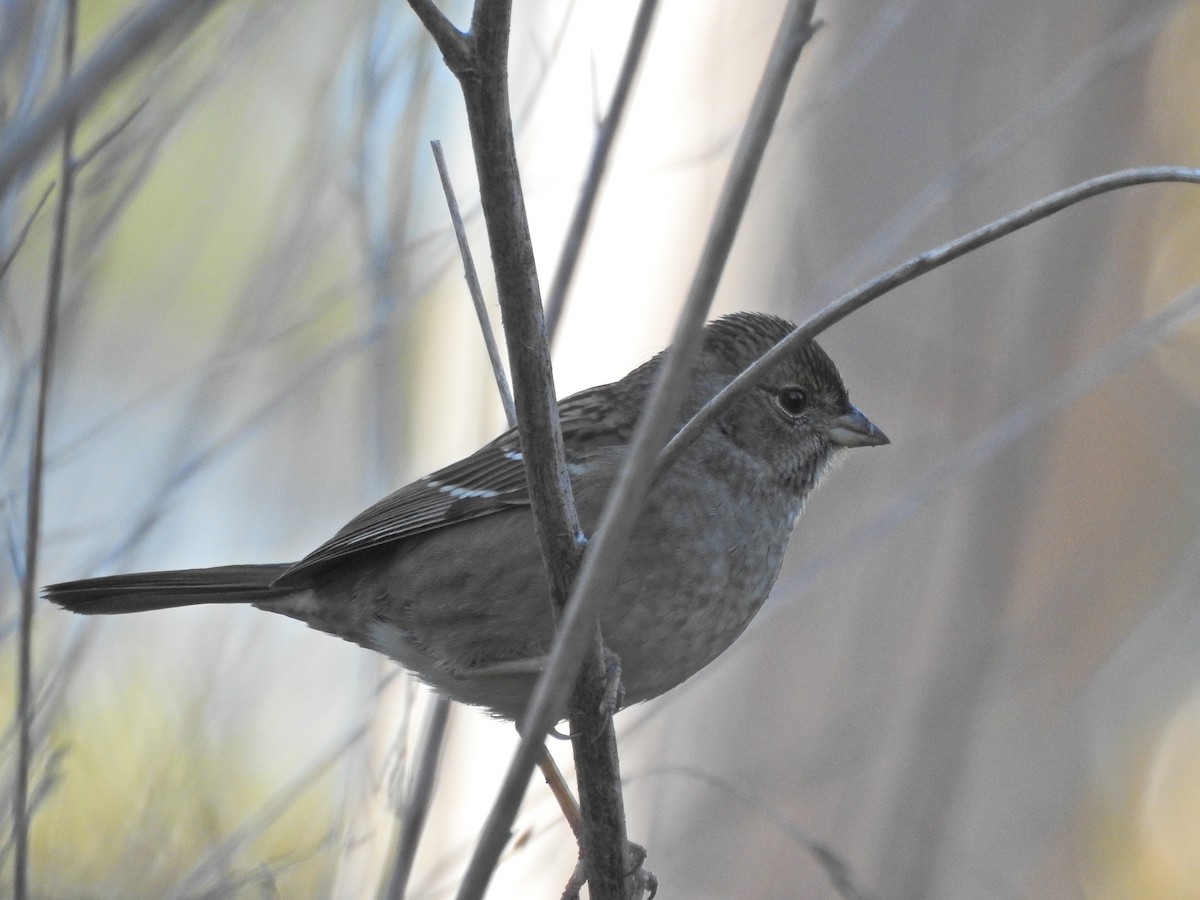 Golden-crowned Sparrow - ML646709686