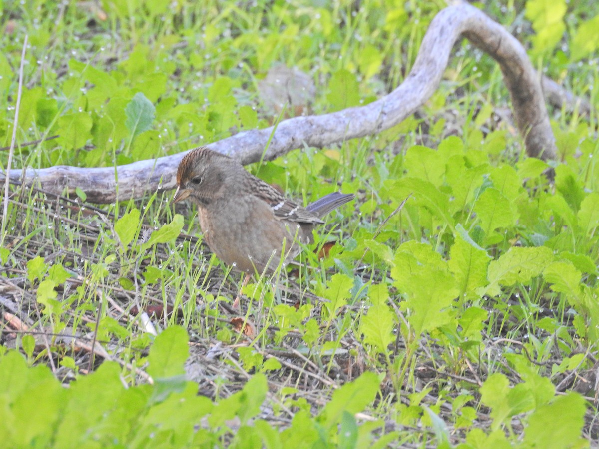 Golden-crowned Sparrow - ML646709687