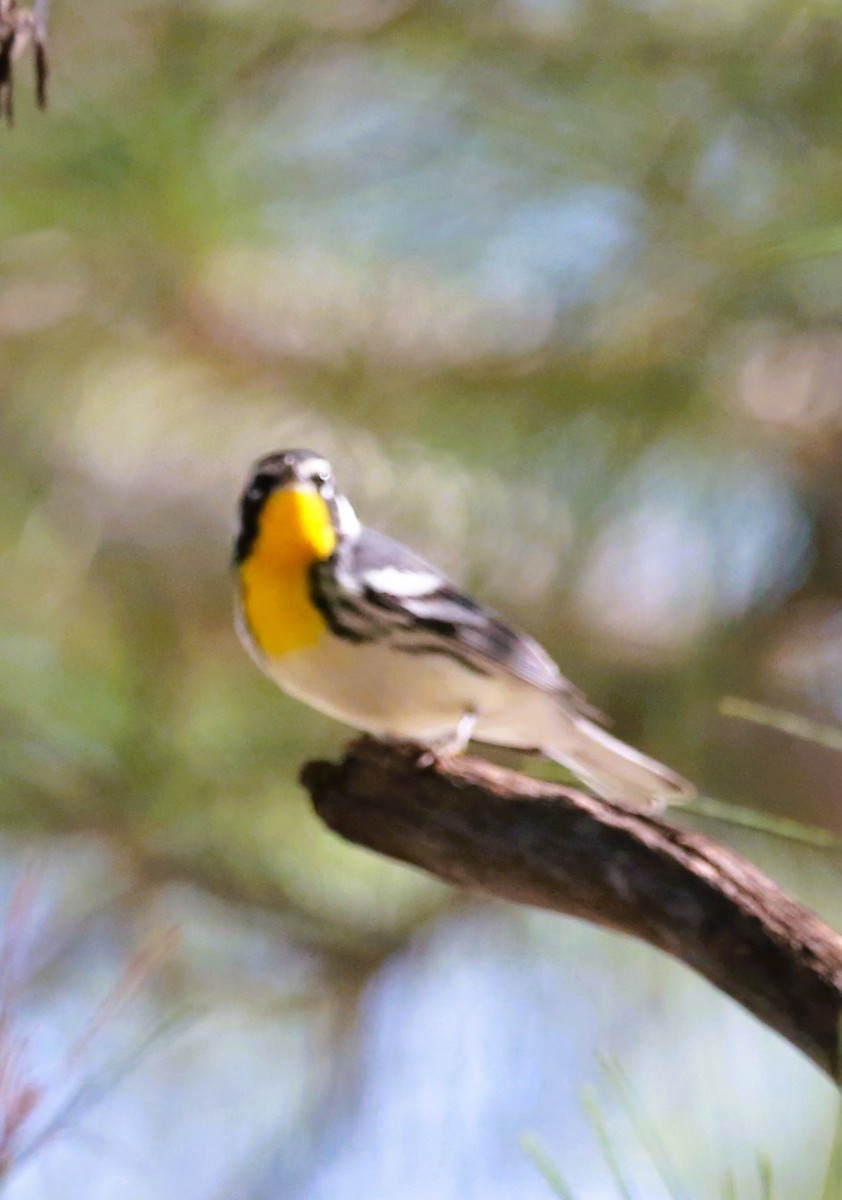 Yellow-throated Warbler - ML646709690