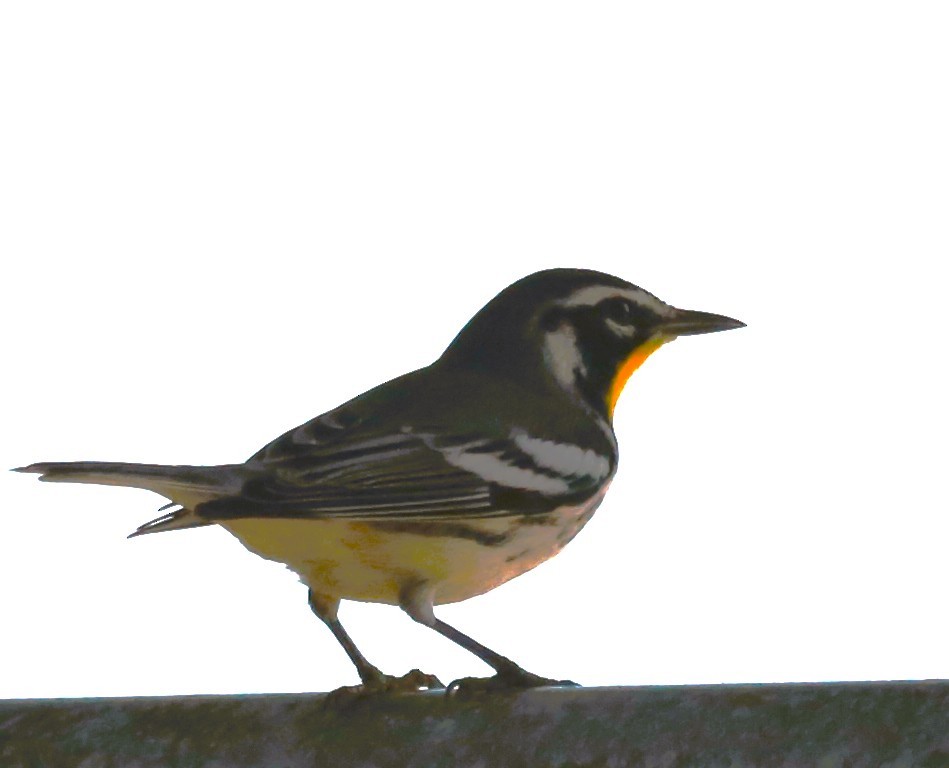 Yellow-throated Warbler - ML646709691