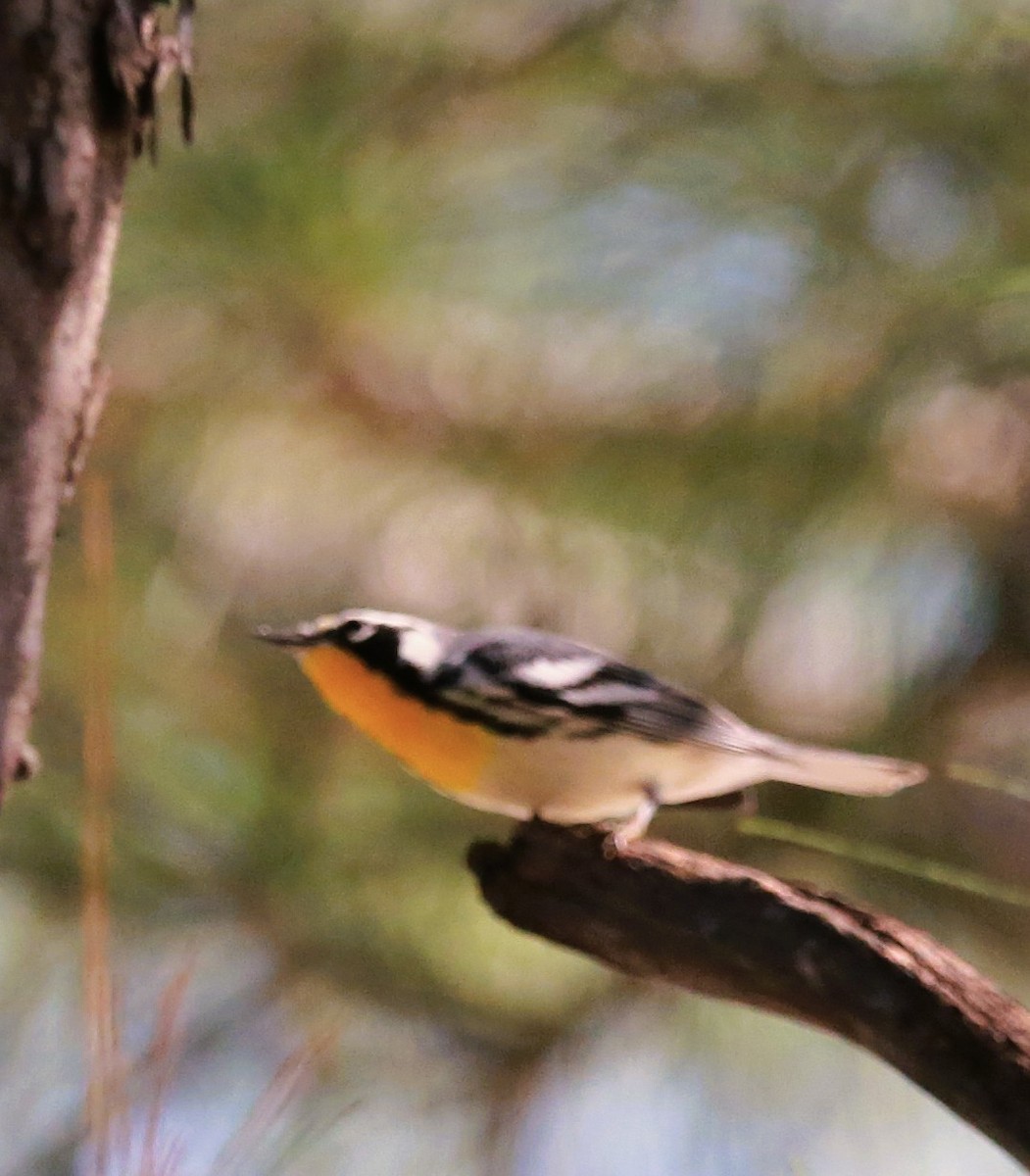 Yellow-throated Warbler - ML646709692