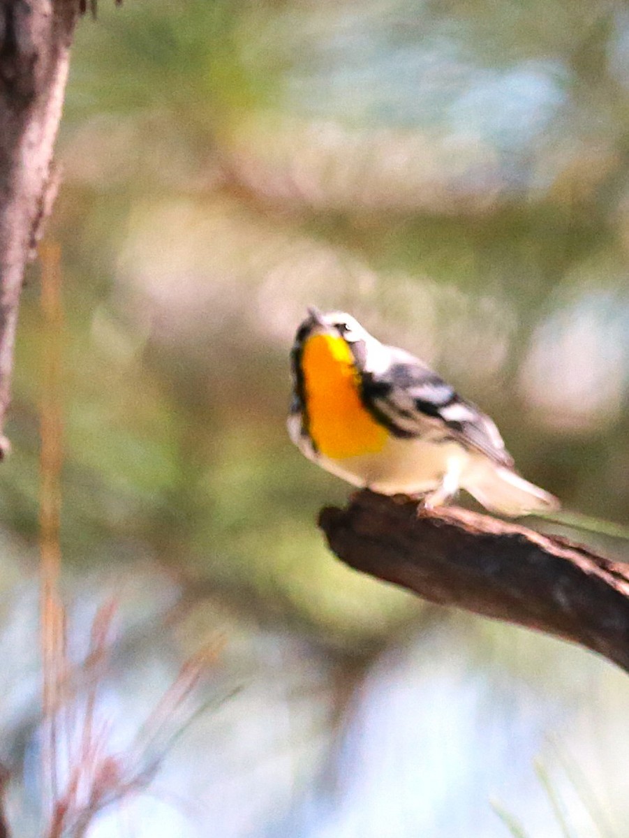 Yellow-throated Warbler - ML646709693