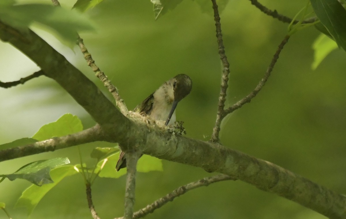 Colibri à gorge rubis - ML646709695