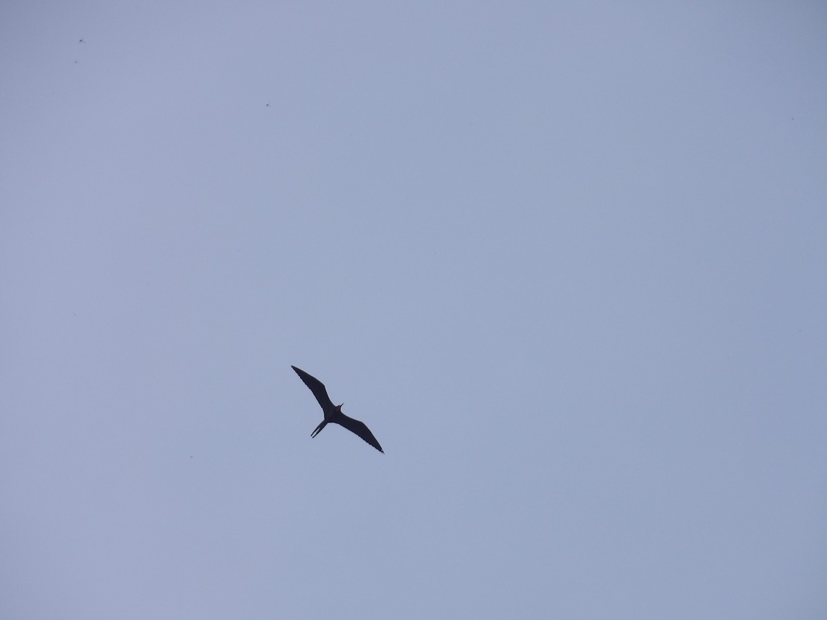 Magnificent Frigatebird - ML646709696