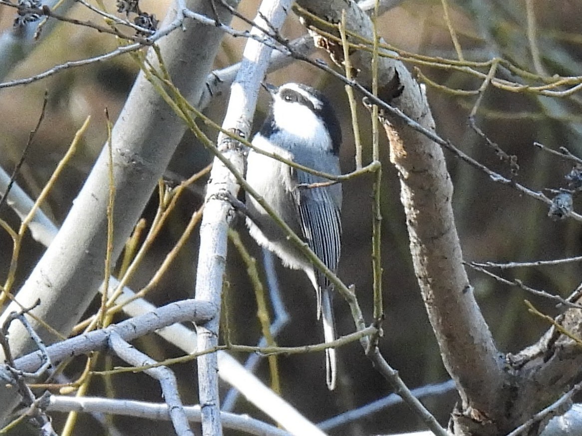 Mountain Chickadee - ML646709699