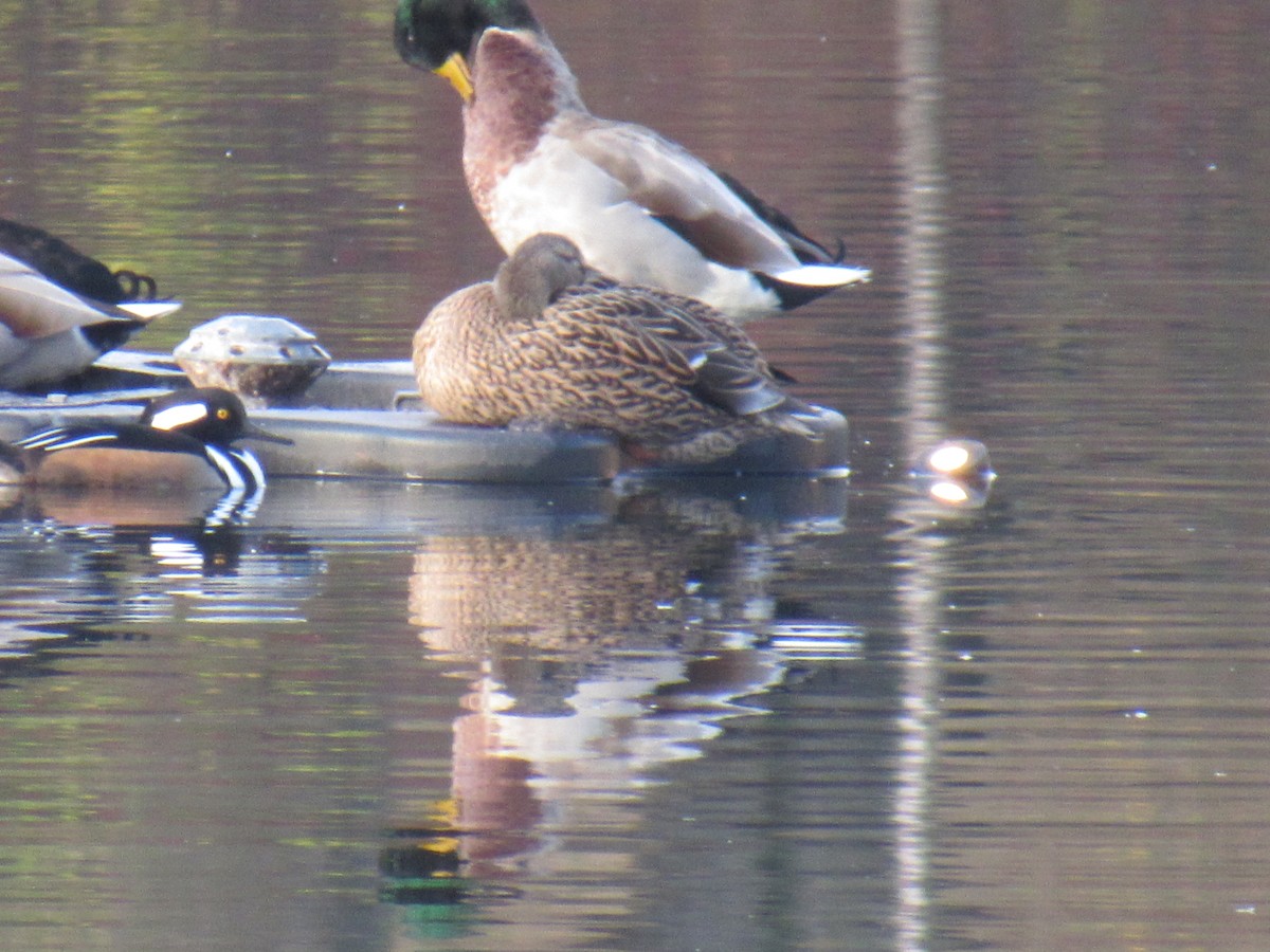 Hooded Merganser - ML646709700