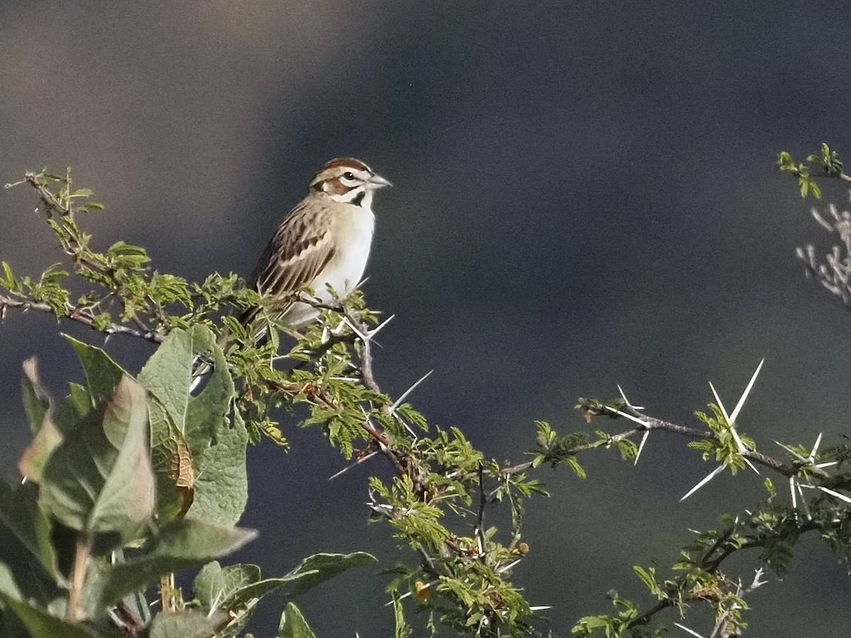 Lark Sparrow - ML646709701