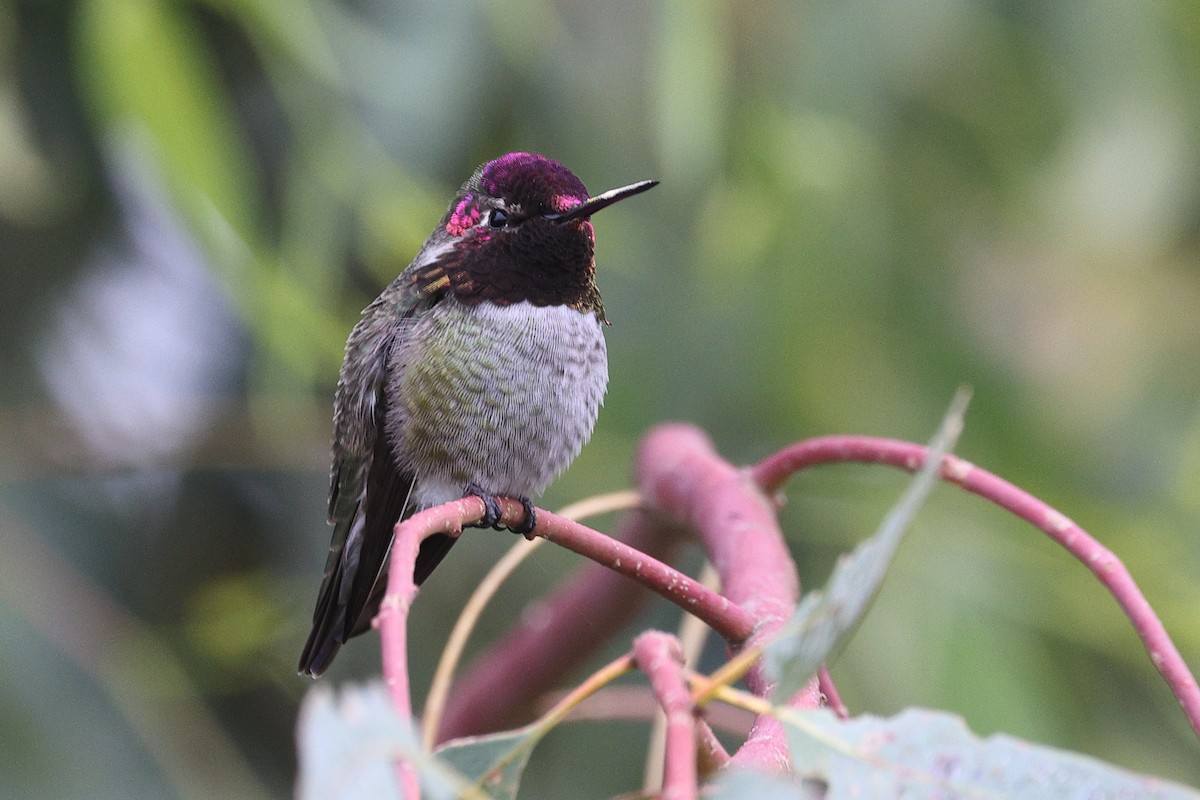 Рубиновый калипсо - ML646709705