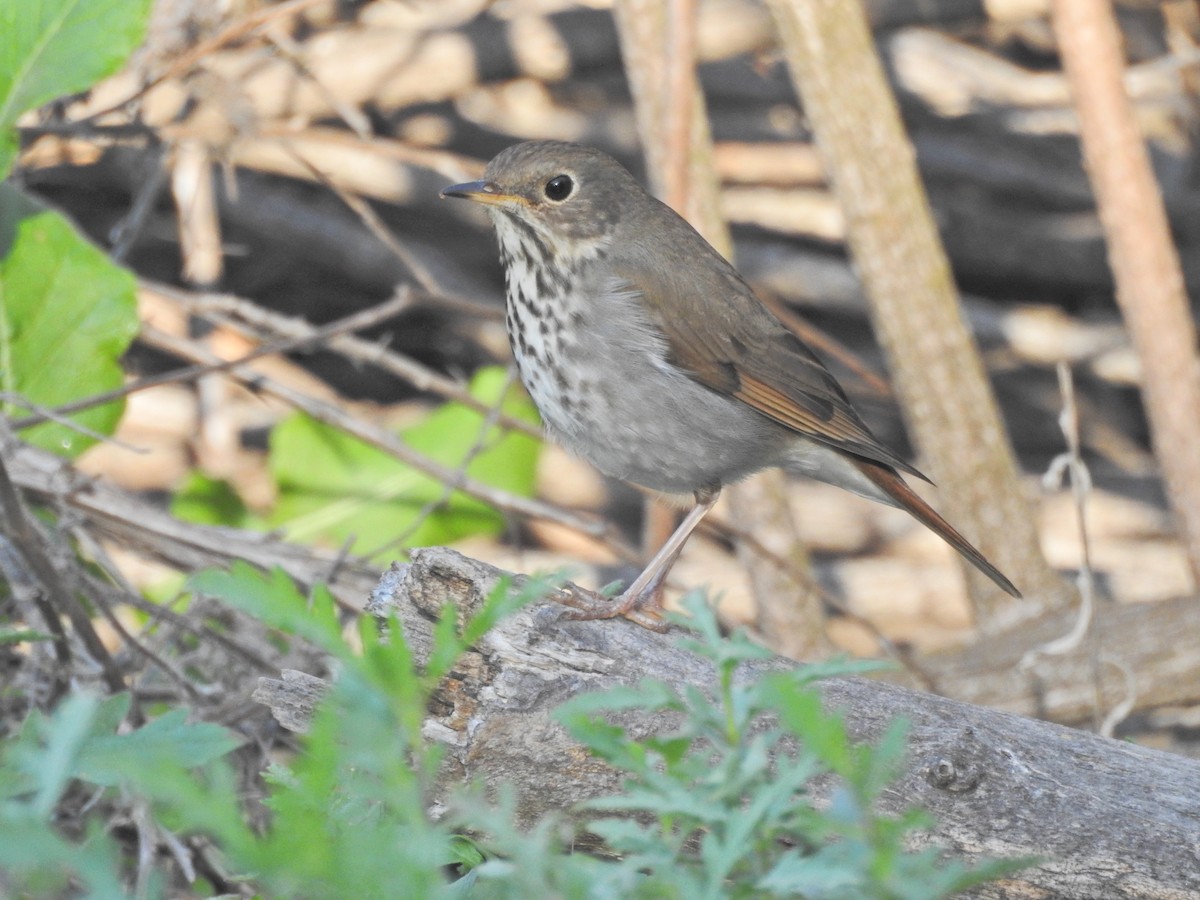 Hermit Thrush - ML646709712