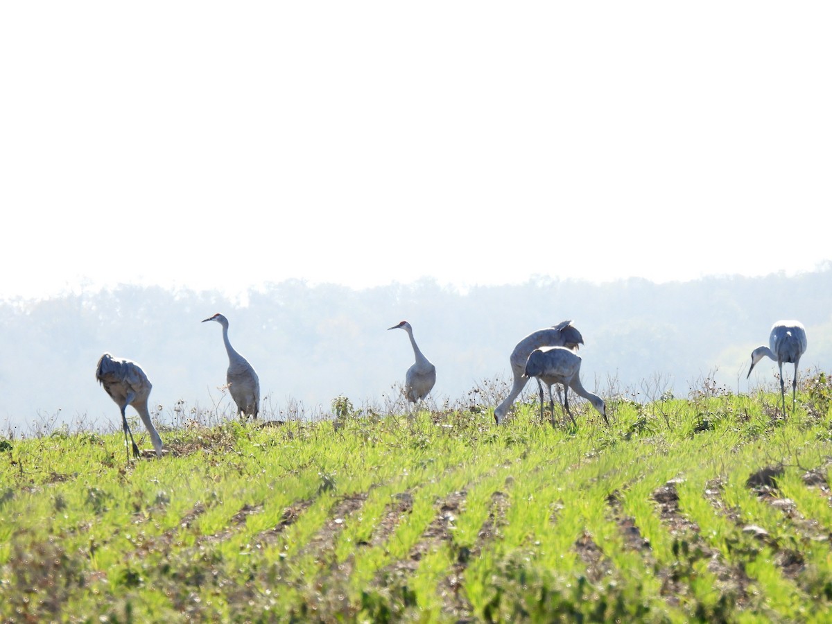 Kanada Turnası - ML646709713