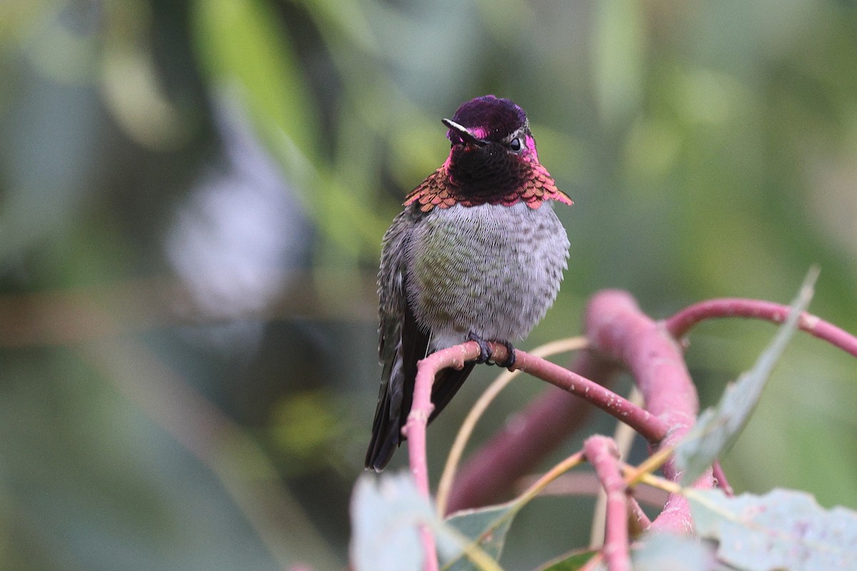 Рубиновый калипсо - ML646709715