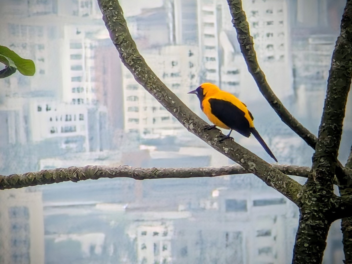 ハグロムクドリモドキ - ML646709718