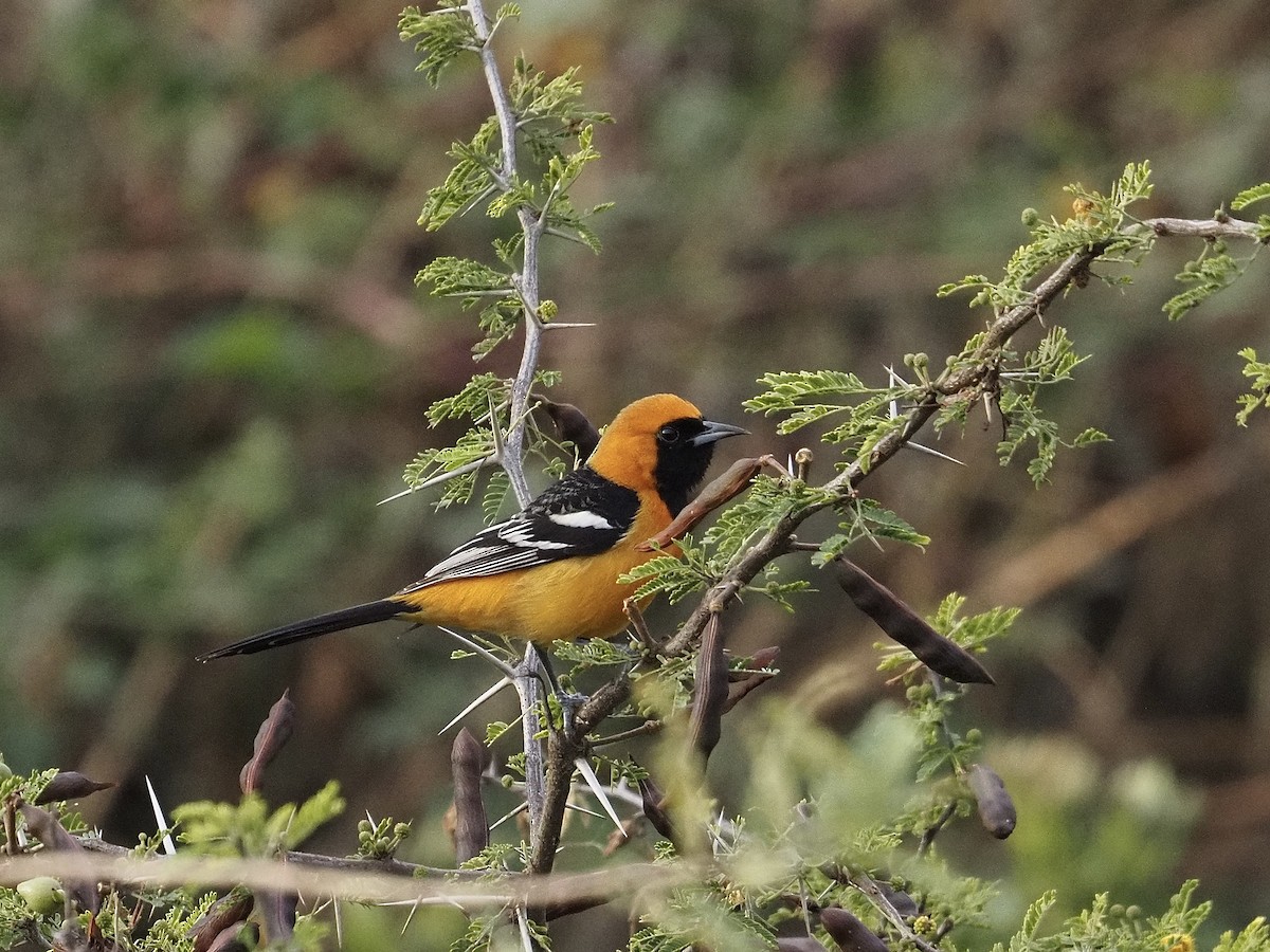 Hooded Oriole - ML646709719
