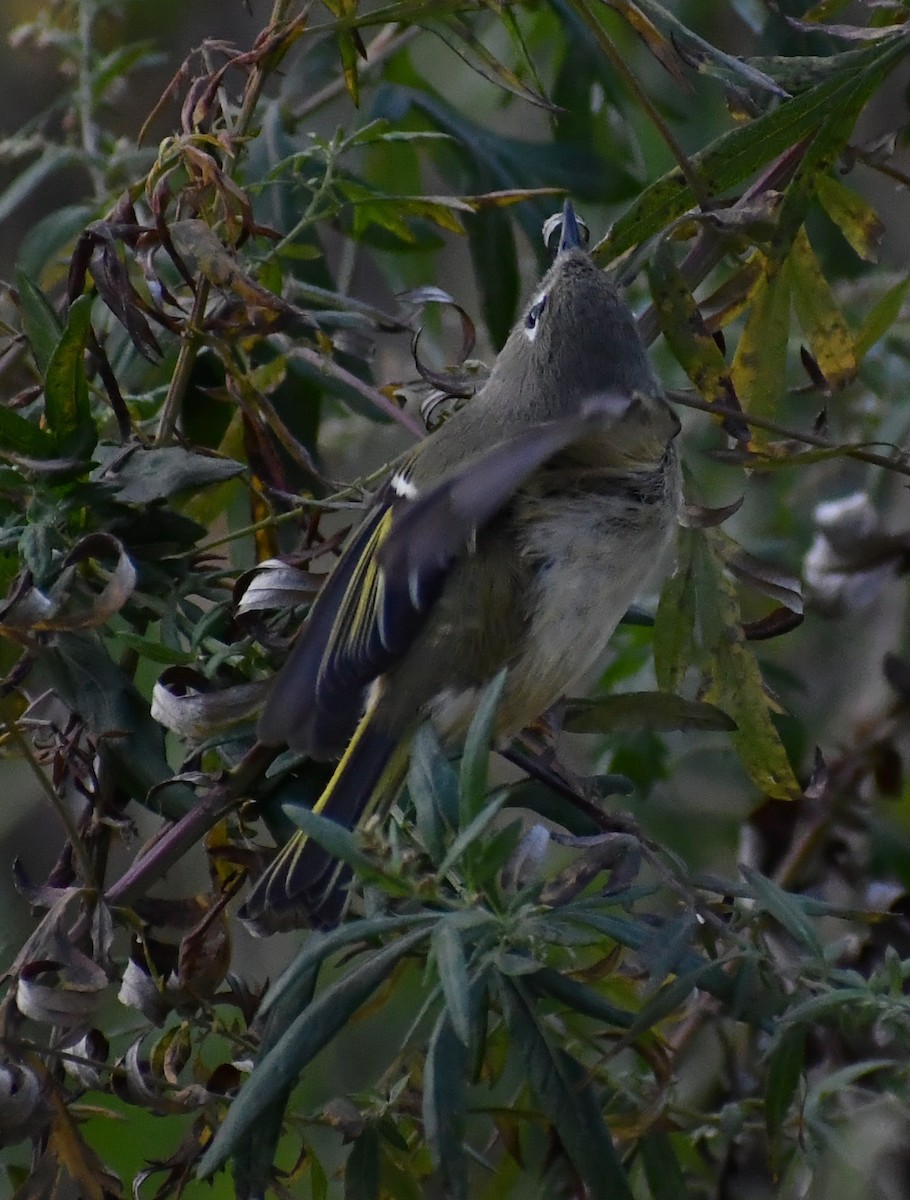 Ruby-crowned Kinglet - ML646709720