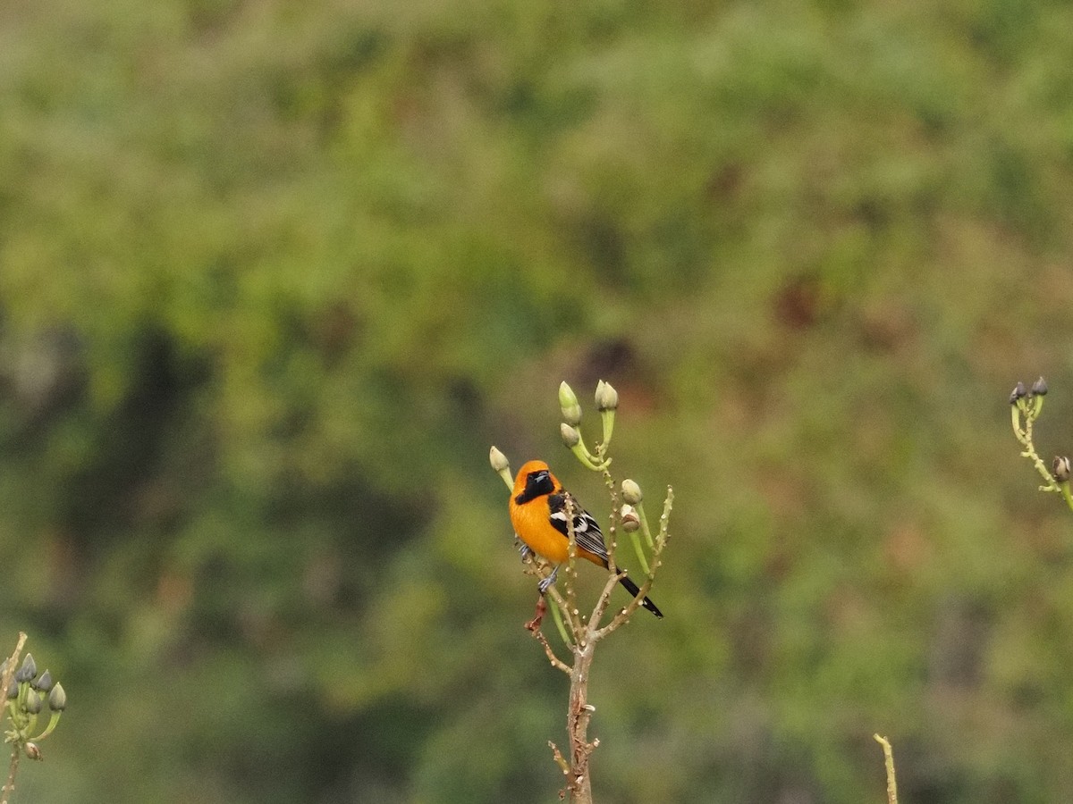Streak-backed Oriole - ML646709723