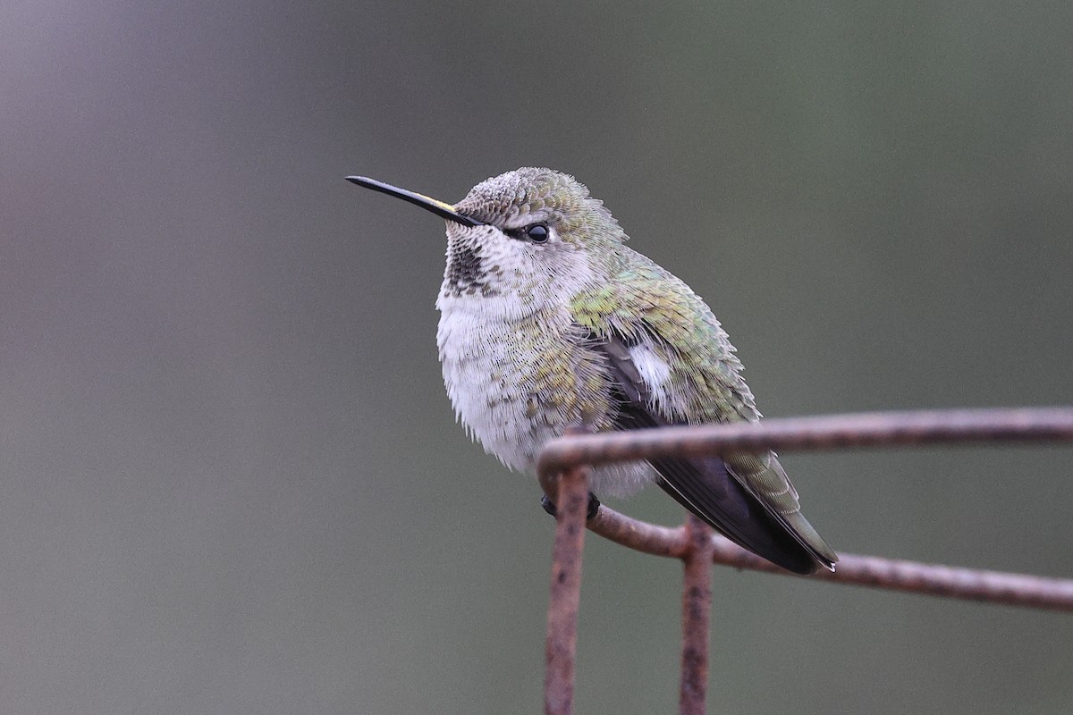 Рубиновый калипсо - ML646709726