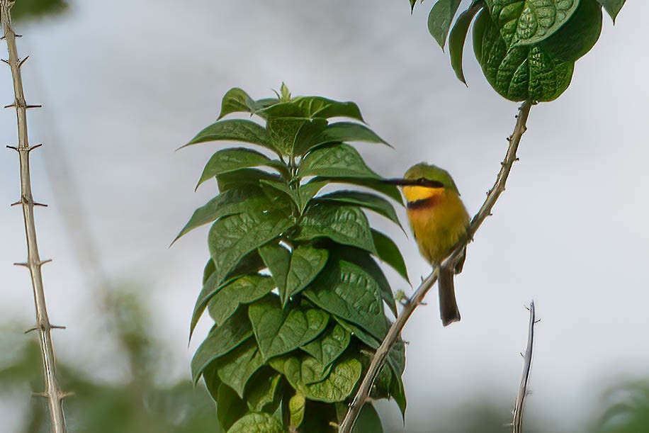 Карликовая щурка - ML646709728