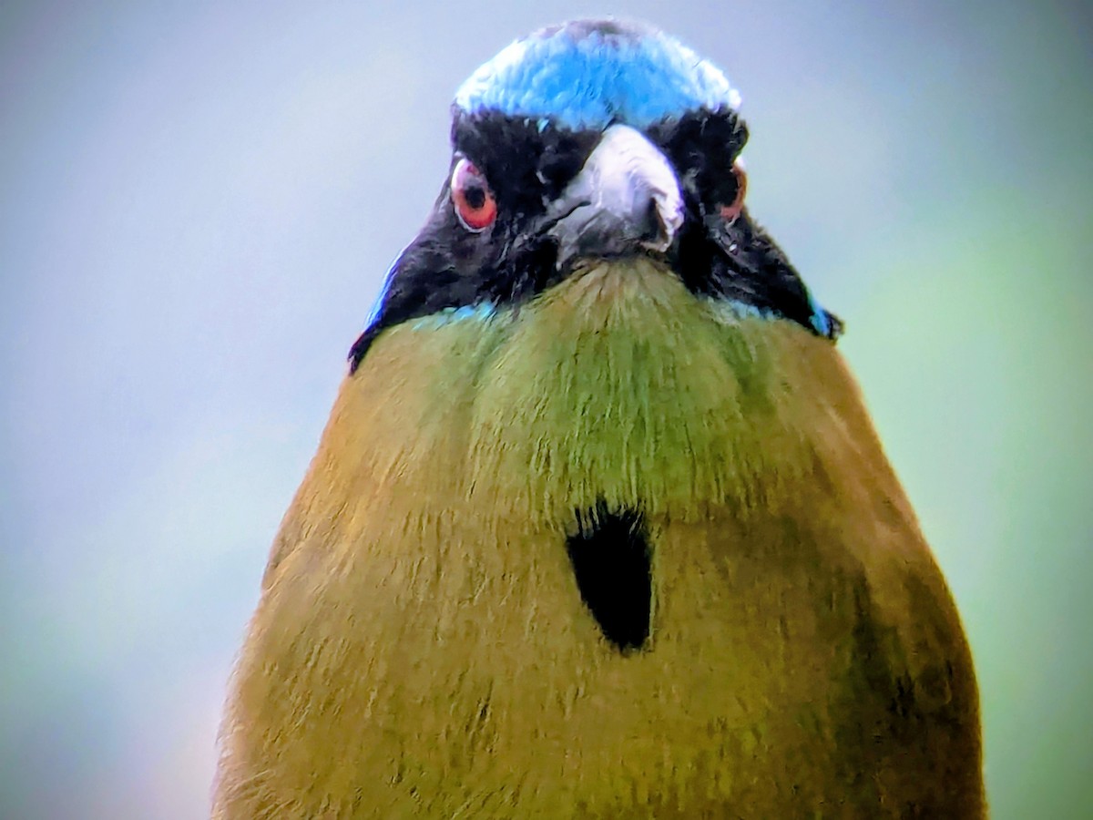 タカネハチクイモドキ - ML646709729