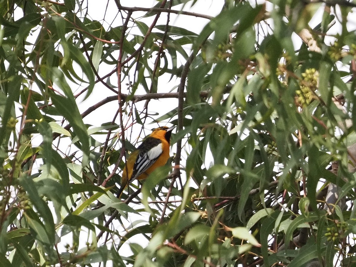 Bullock's Oriole - ML646709731