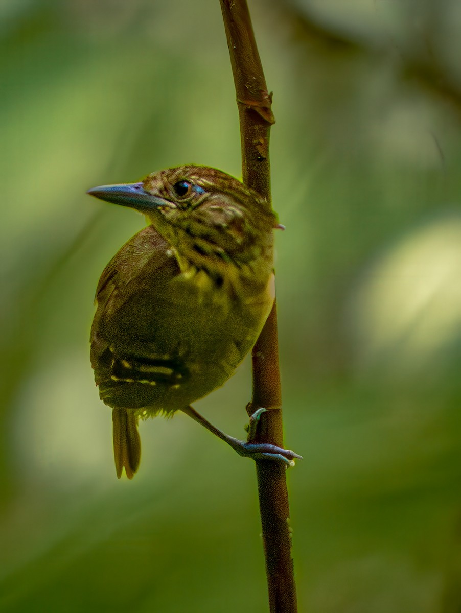 Checker-throated Stipplethroat - ML646709744