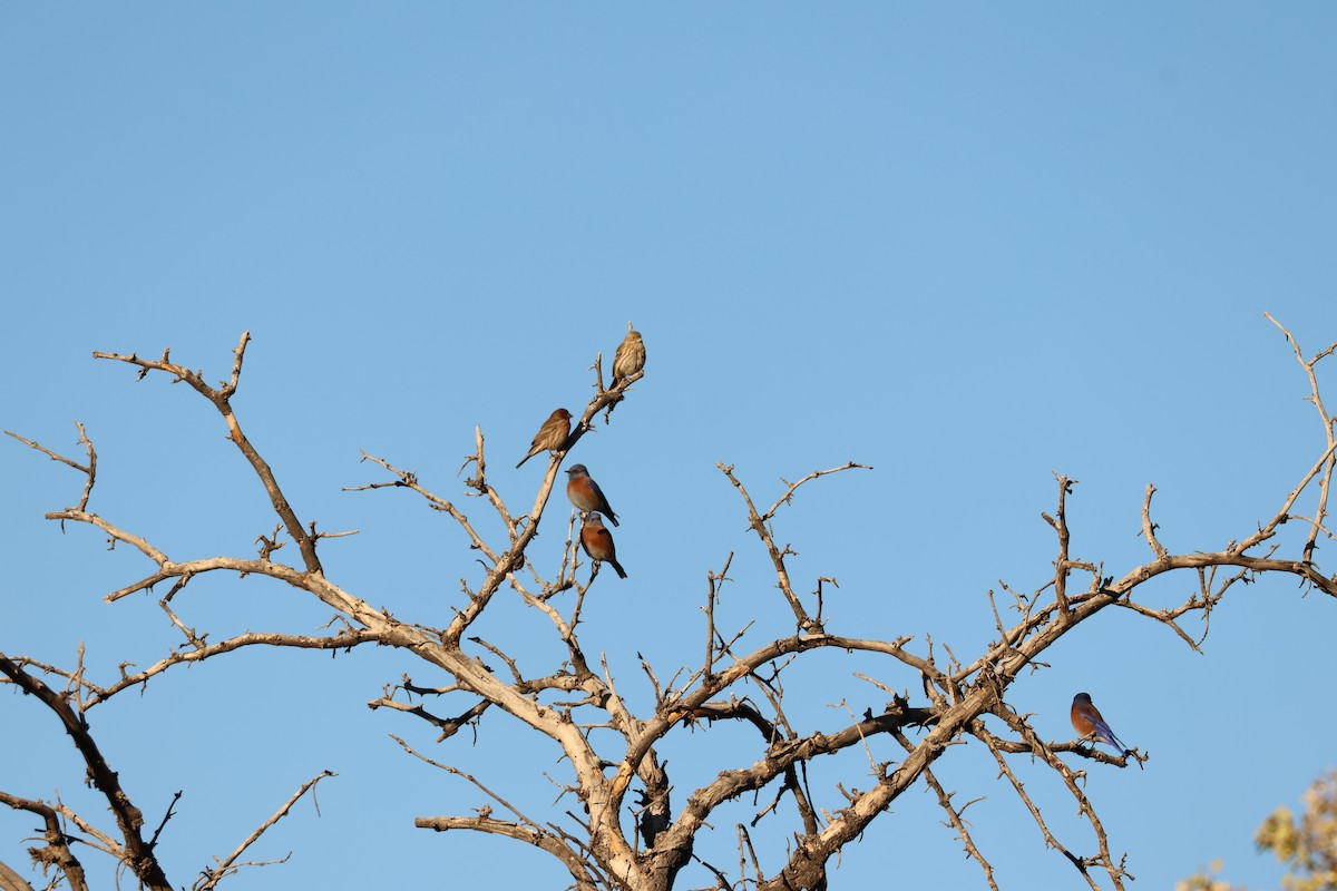 Western Bluebird - ML646709745