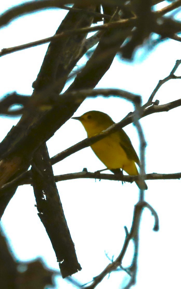 Mangrove Yellow Warbler - ML646709750