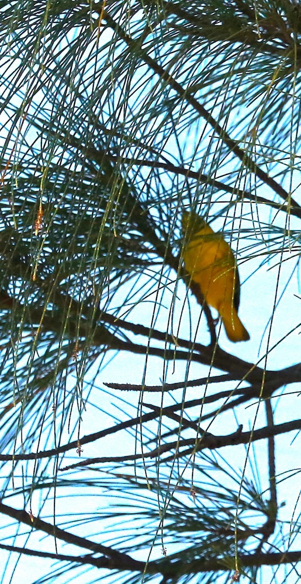 Mangrove Yellow Warbler - ML646709751