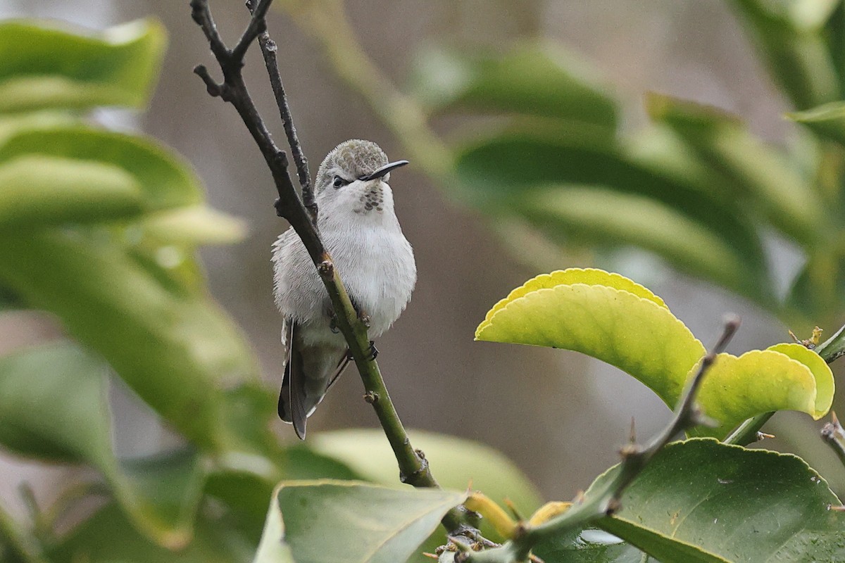 Фиалковый калипсо - ML646709752