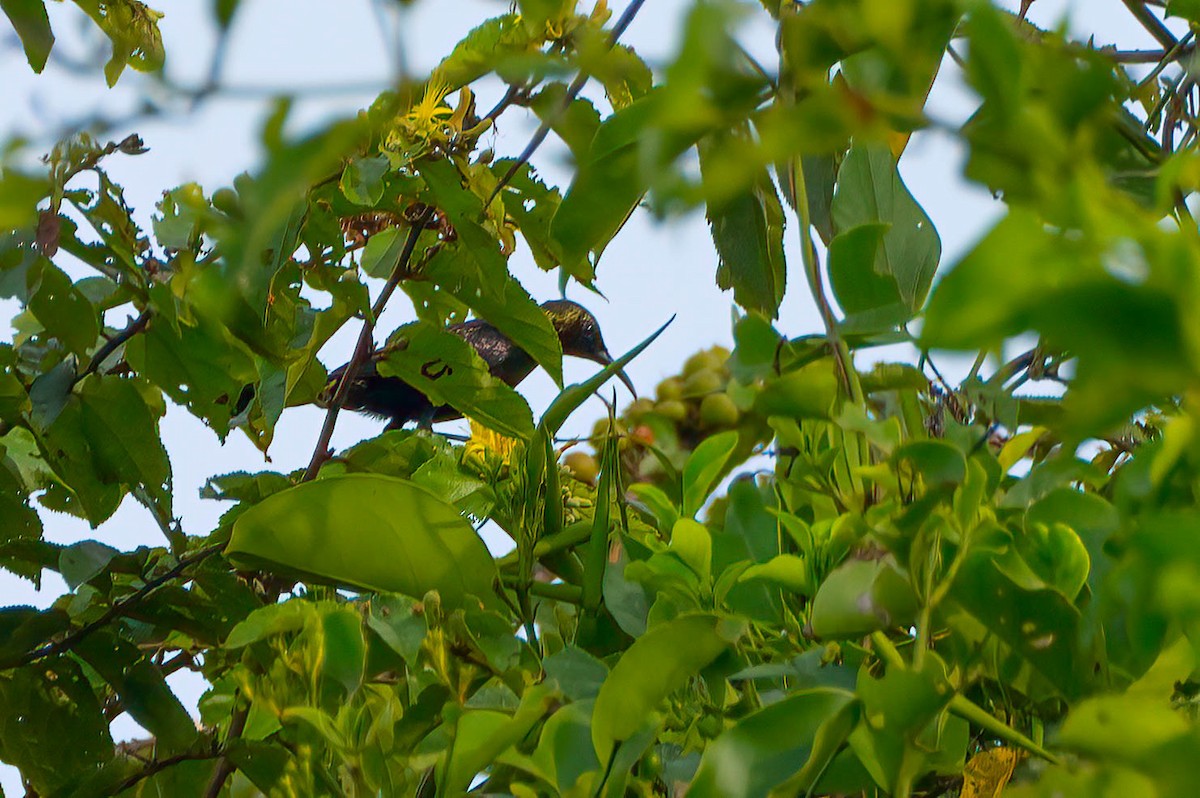 Copper Sunbird - ML646709755