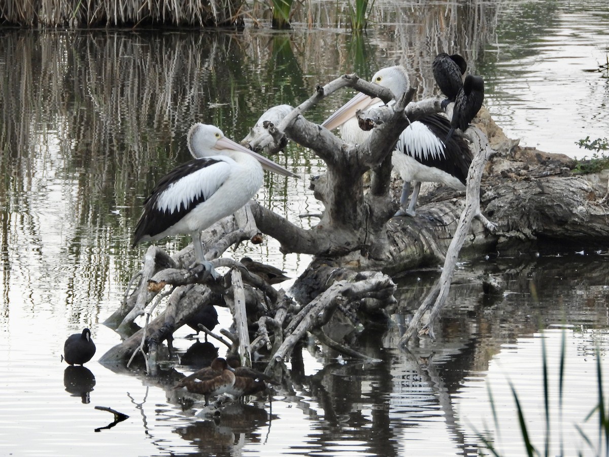 Australian Pelican - ML646709756