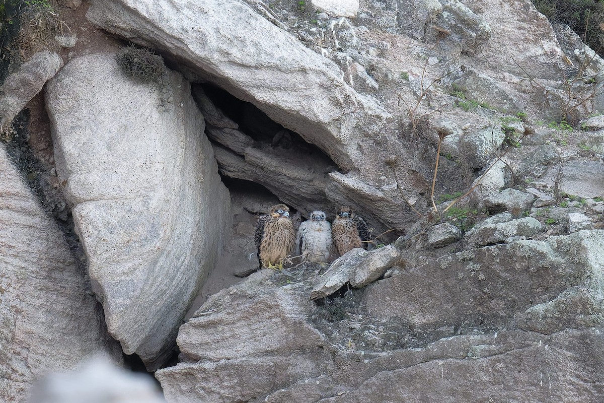 Eleonora's Falcon - ML646709758