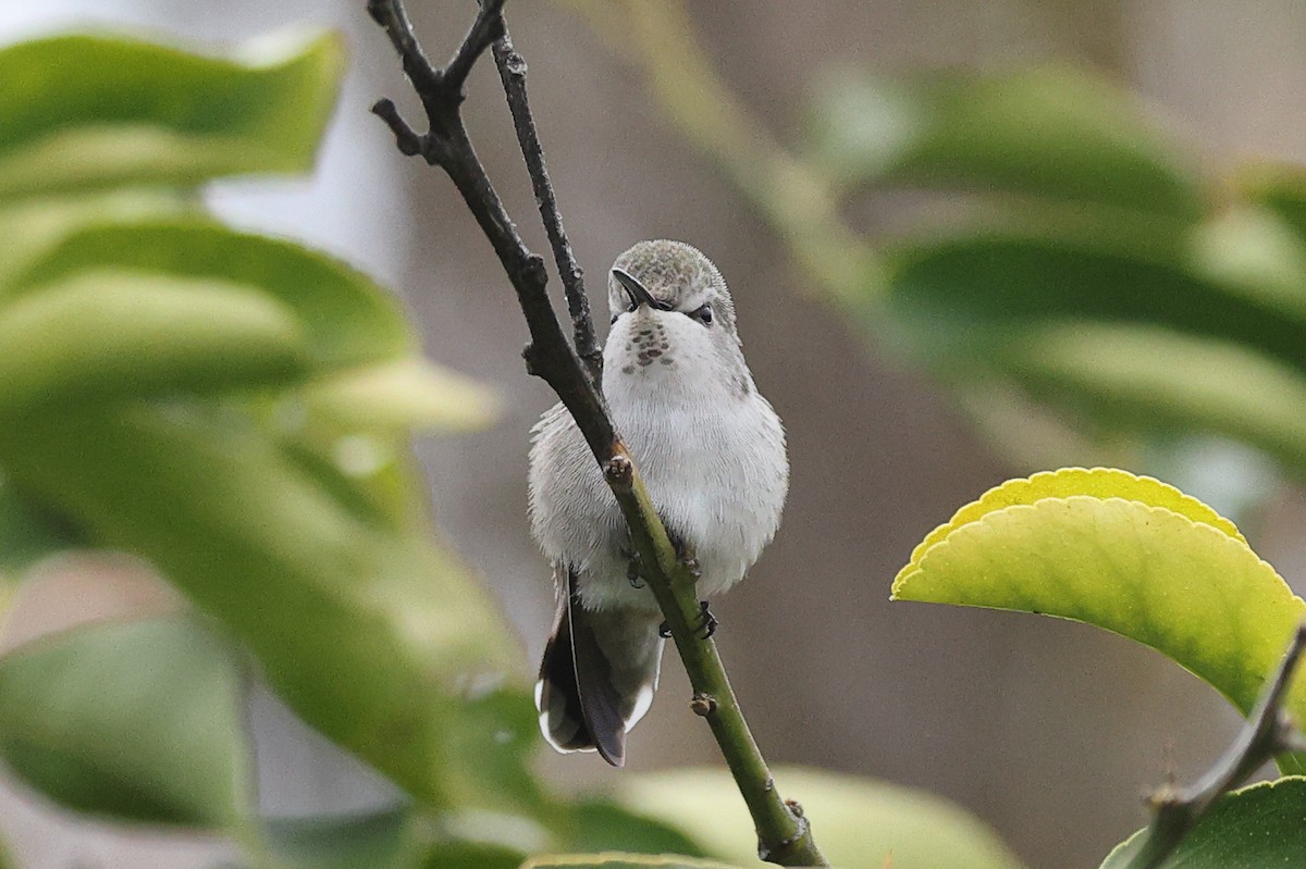 Фиалковый калипсо - ML646709759