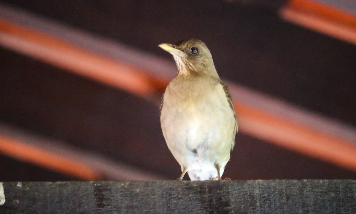 Creamy-bellied Thrush - ML646709760
