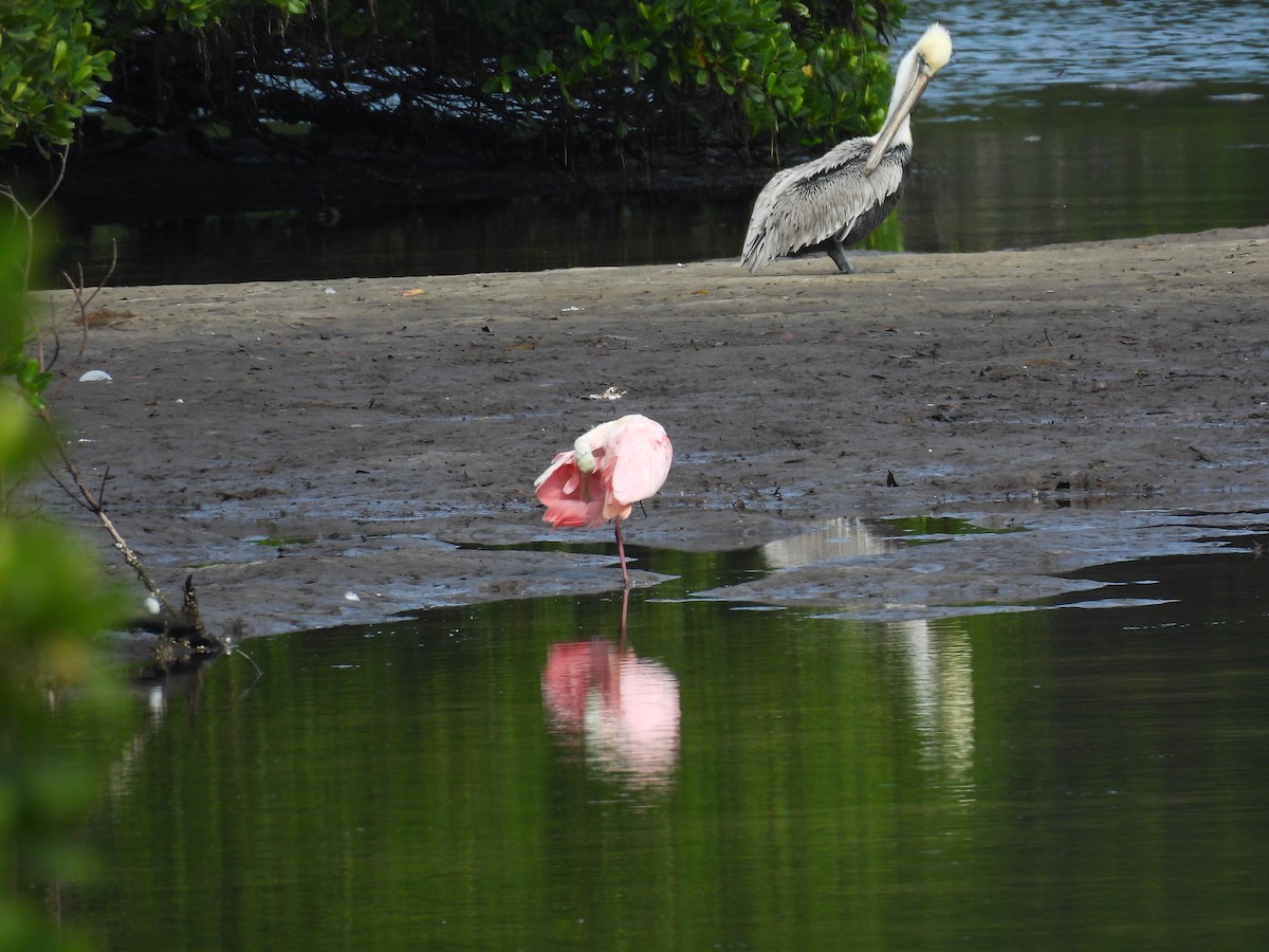 Brown Pelican - ML646709761