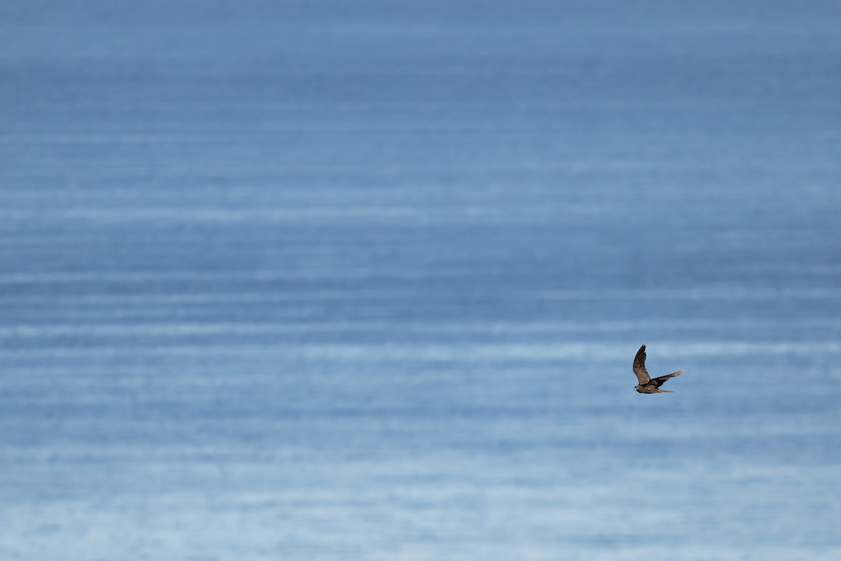 Eleonora's Falcon - ML646709762