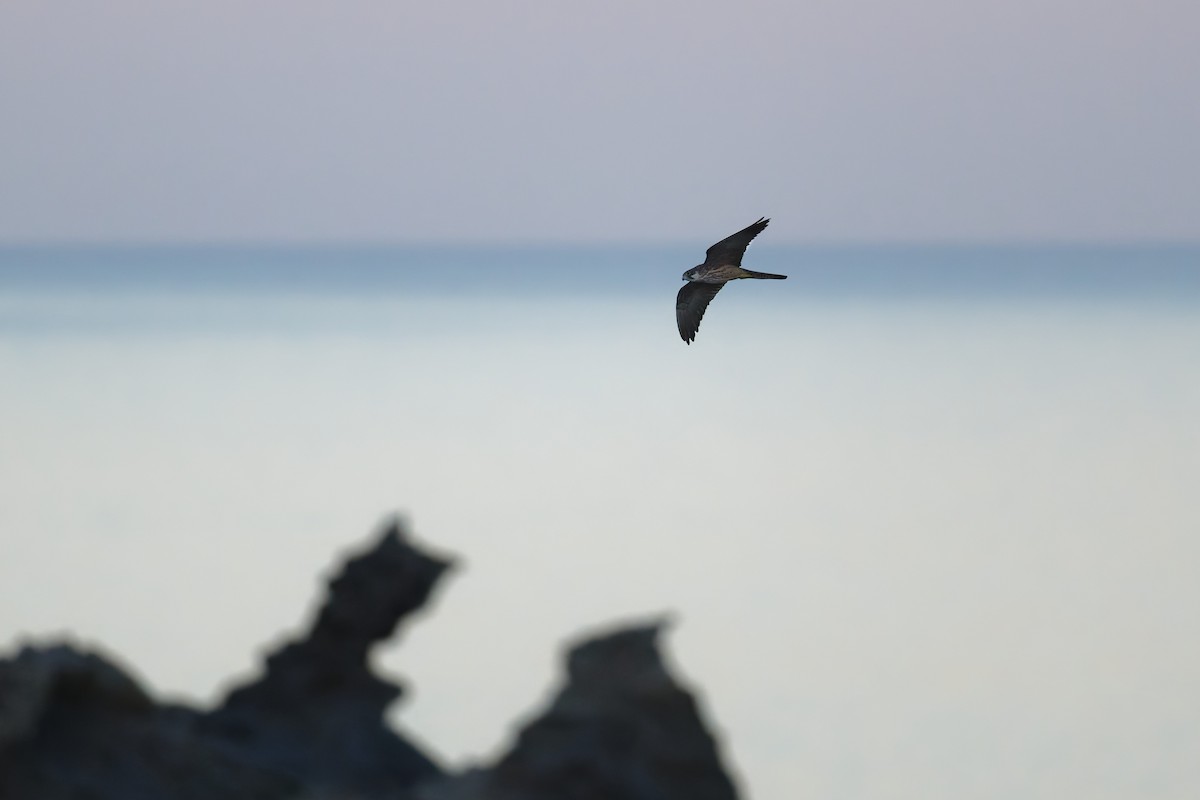 Eleonora's Falcon - ML646709764