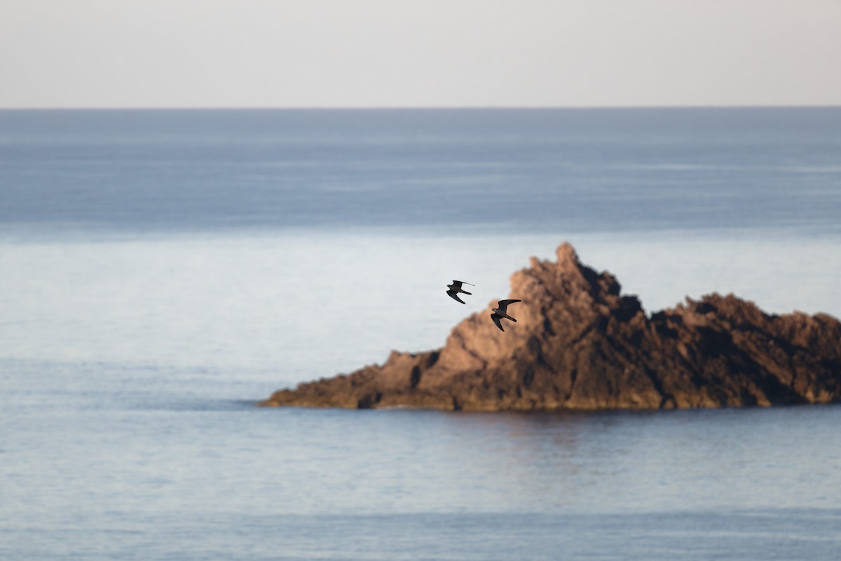 Eleonora's Falcon - ML646709765