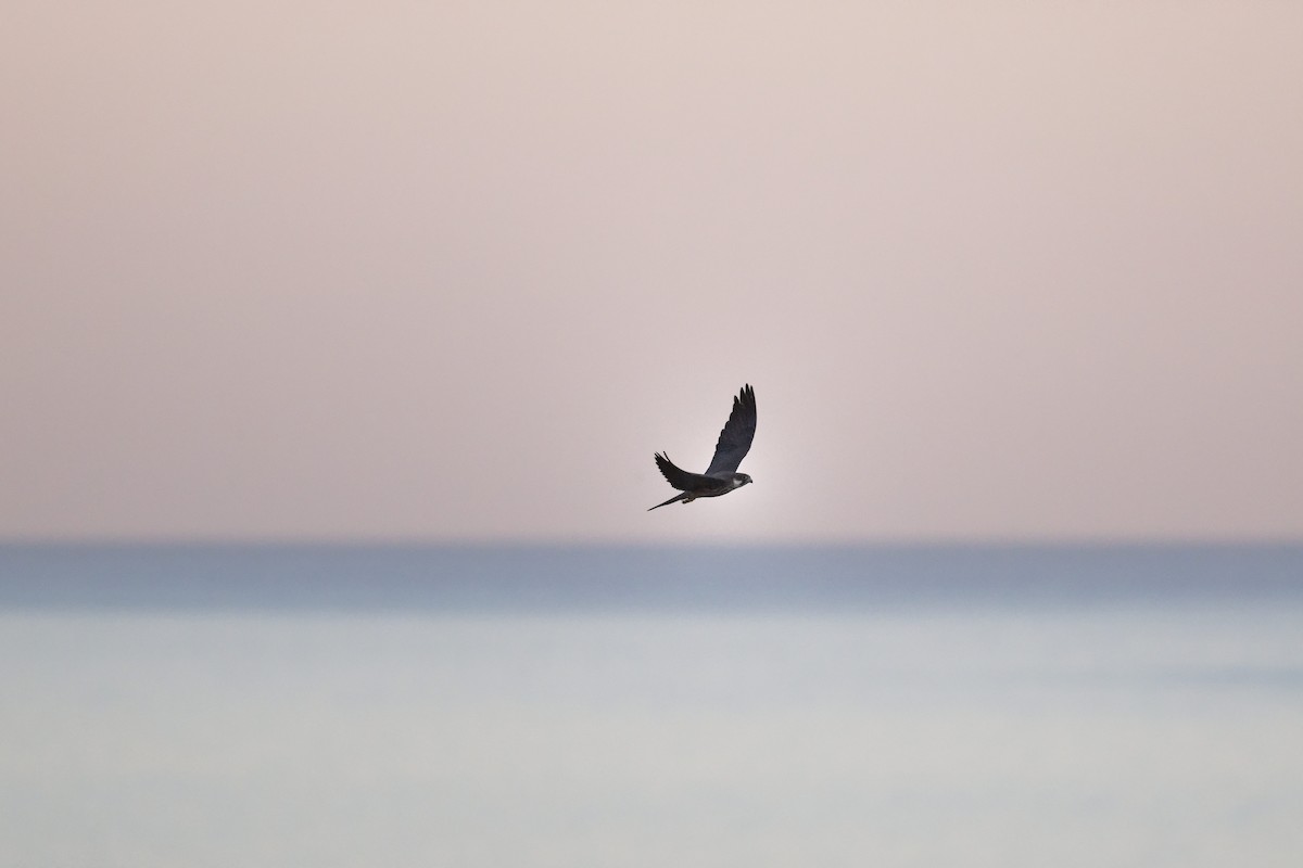 Eleonora's Falcon - ML646709769