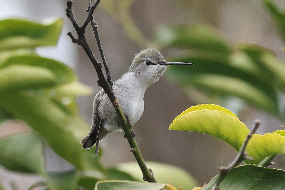 Фиалковый калипсо - ML646709771