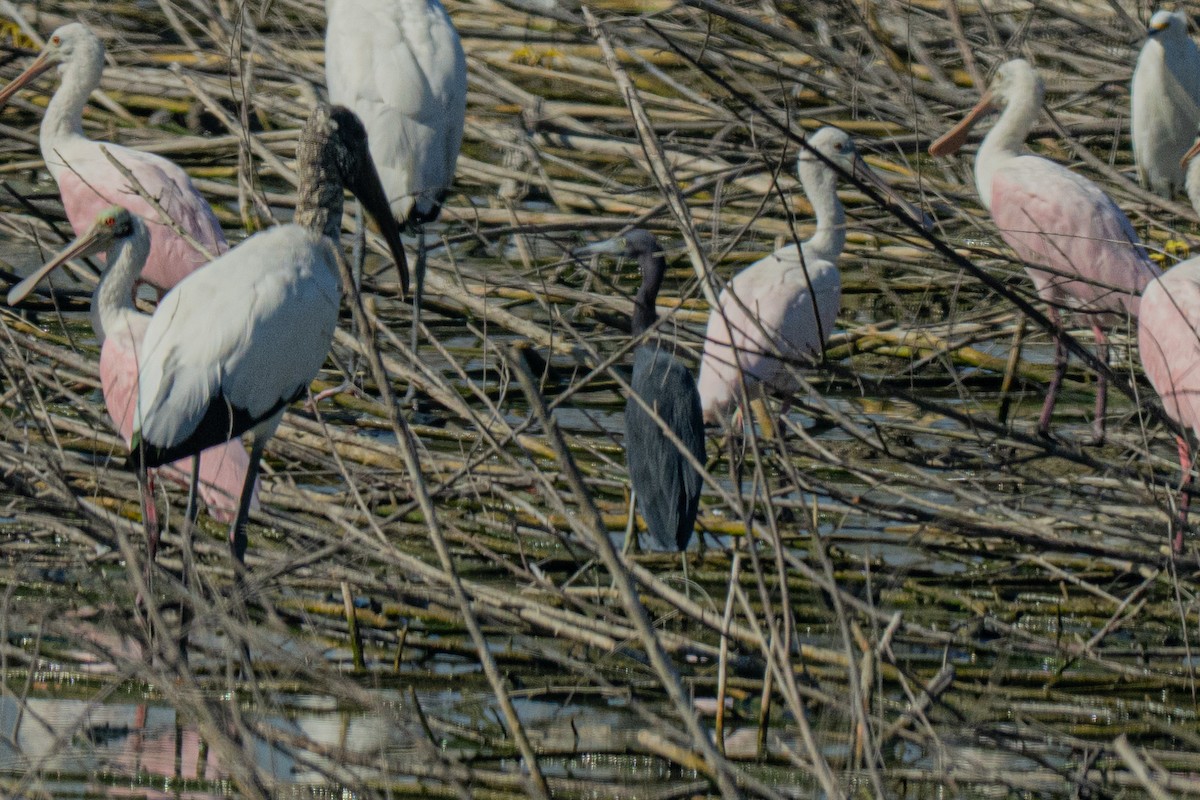 Little Blue Heron - ML646709772