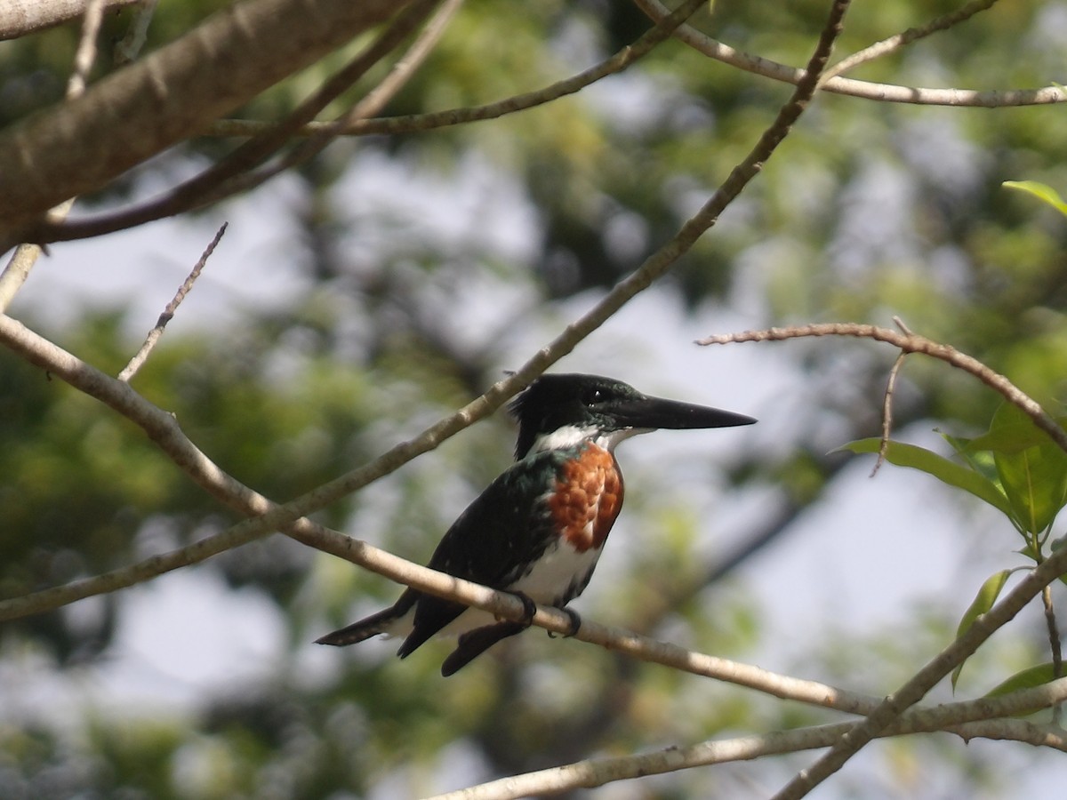 Amazon Kingfisher - ML646709773