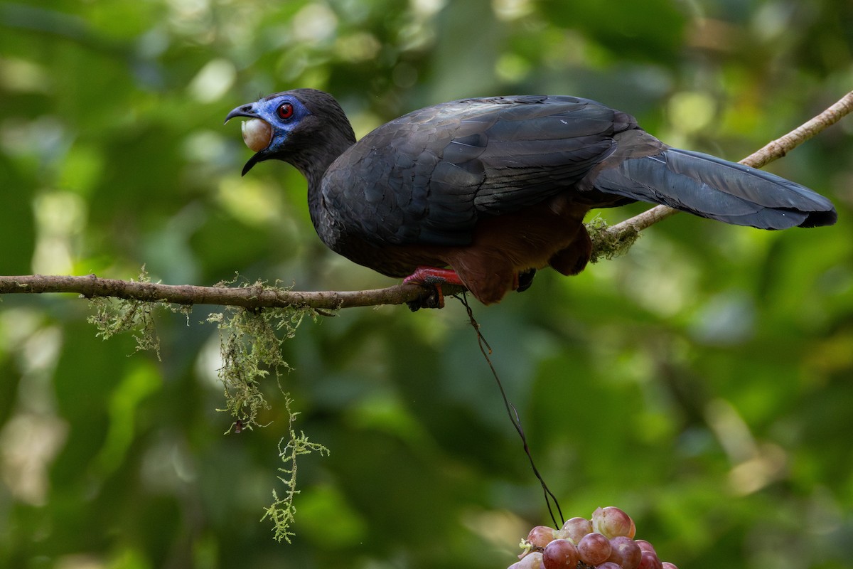 Sickle-winged Guan - ML646709774