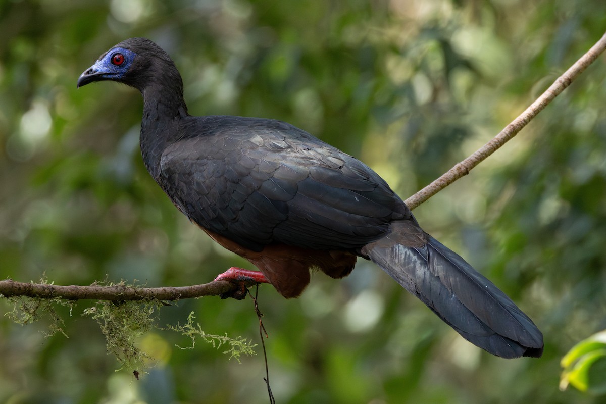 Sickle-winged Guan - ML646709775