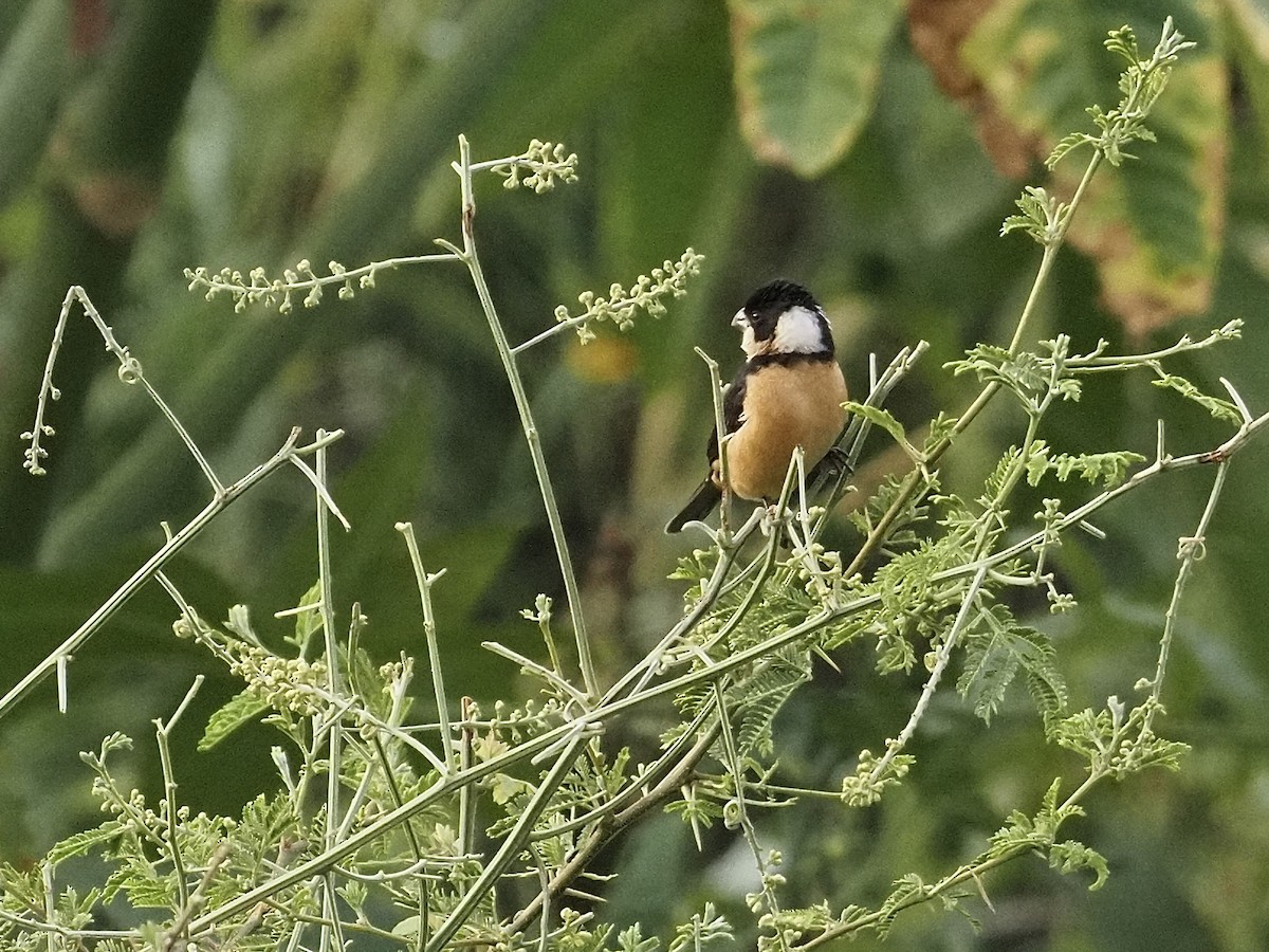 Cinnamon-rumped Seedeater - ML646709776