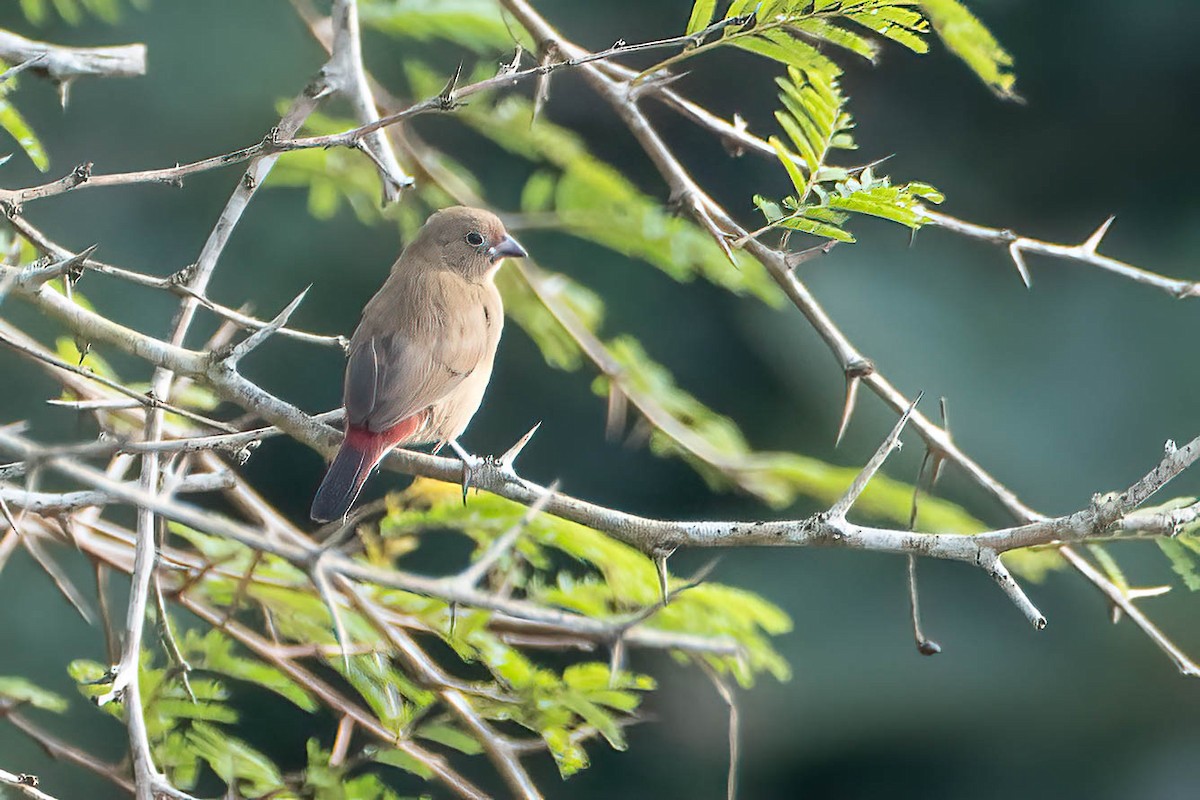 Bar-breasted Firefinch - ML646709777
