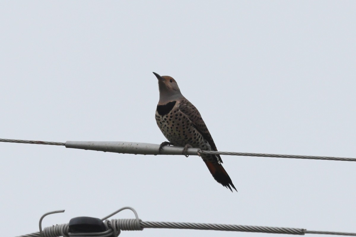 Northern Flicker - ML646709778