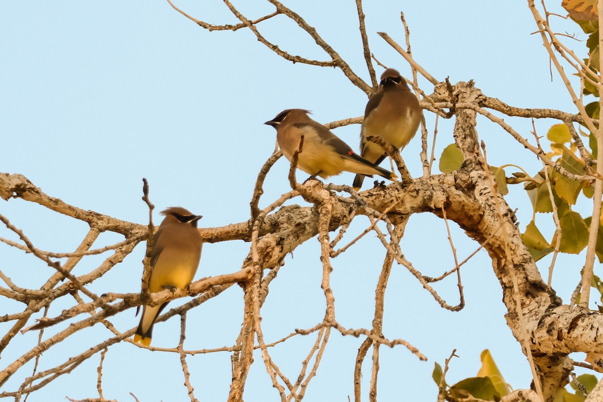 Cedar Waxwing - ML646709784