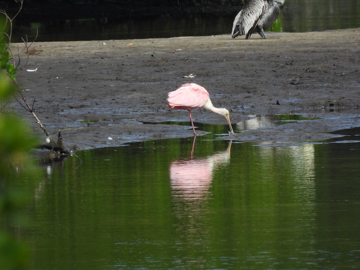 Roseate Spoonbill - ML646709785